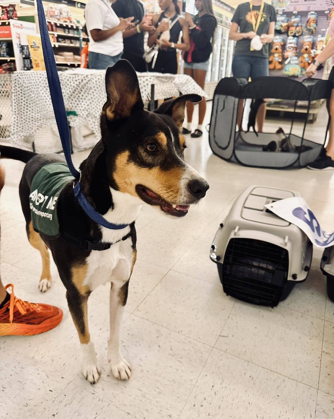 Reese, an adoptable Australian Kelpie, Basenji in Shreveport, LA, 71119 | Photo Image 2