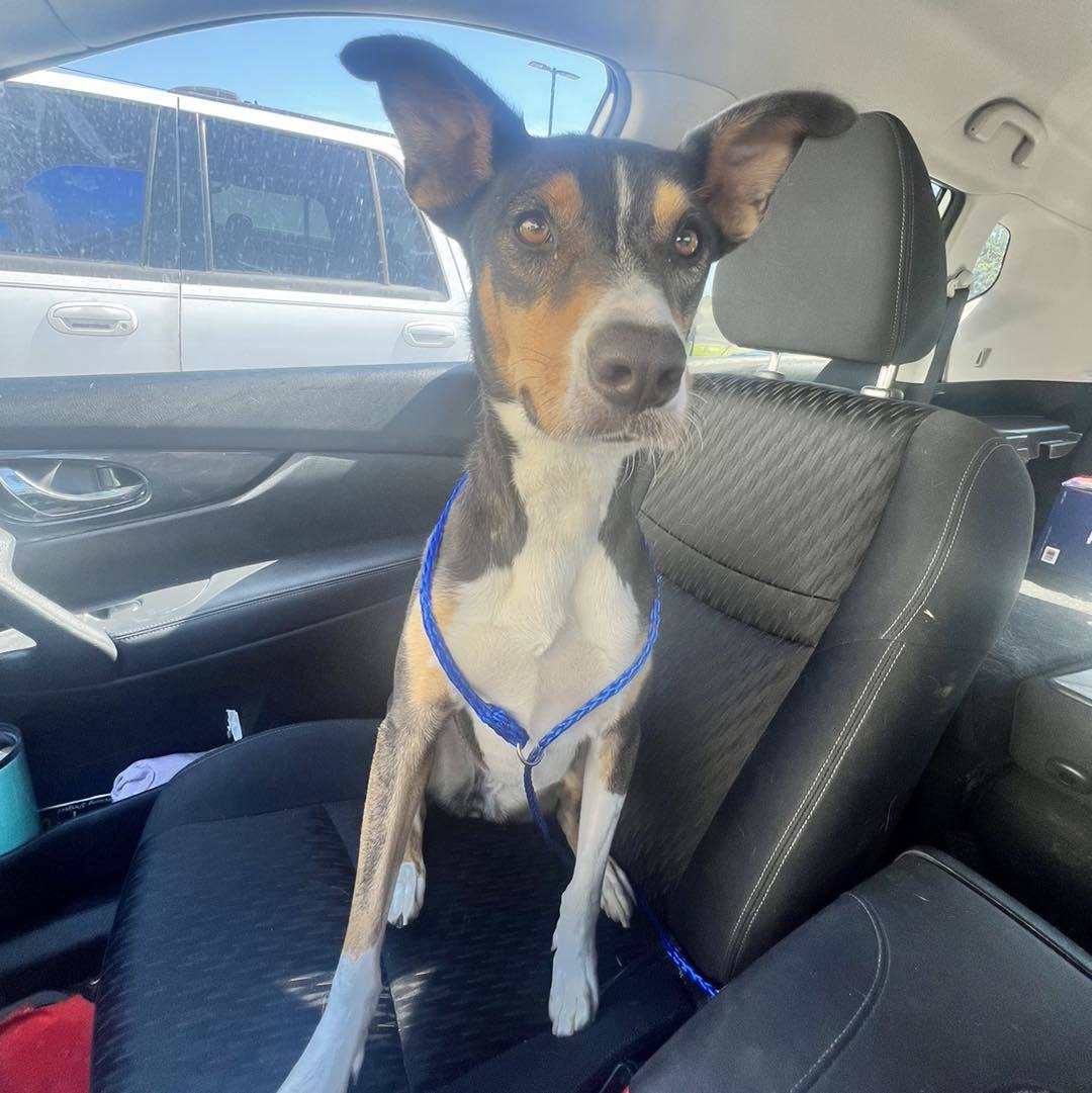 Reese, an adoptable Australian Kelpie, Basenji in Shreveport, LA, 71119 | Photo Image 3