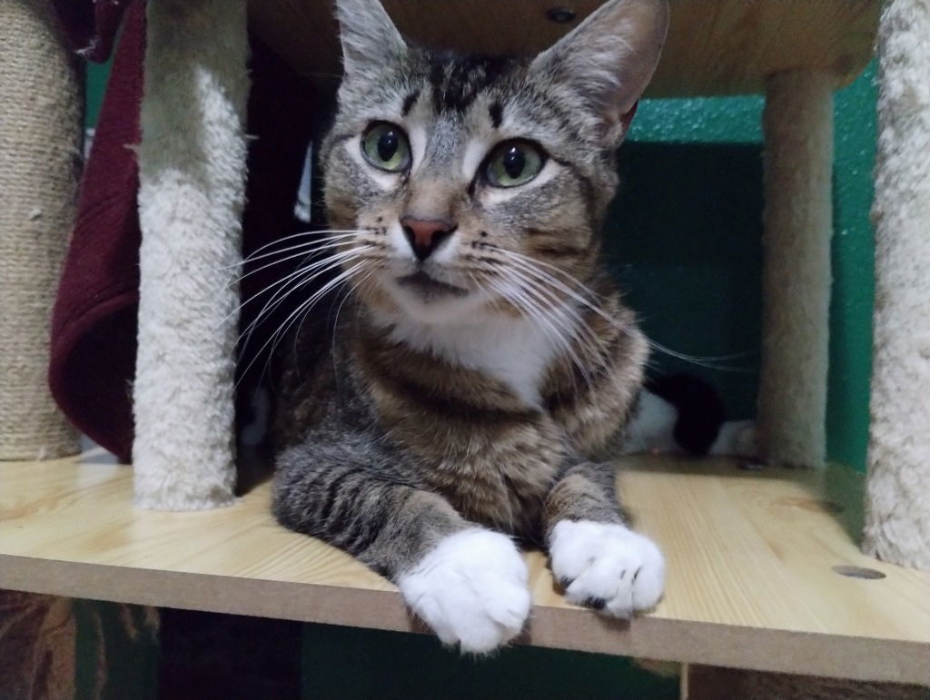 Cookie, an adoptable Domestic Short Hair in Battle Ground, WA, 98604 | Photo Image 1