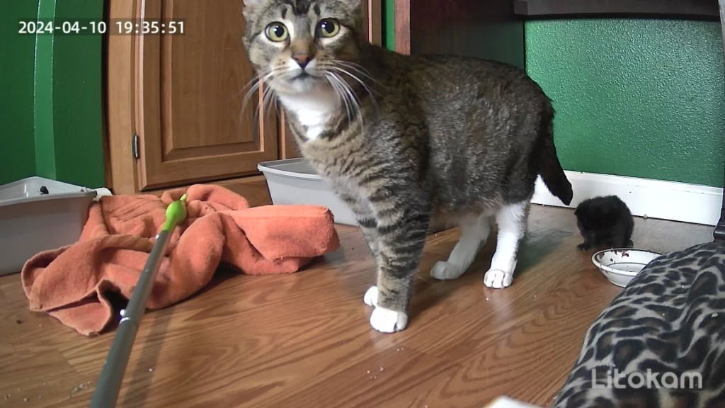 Cookie, an adoptable Domestic Short Hair in Battle Ground, WA, 98604 | Photo Image 2