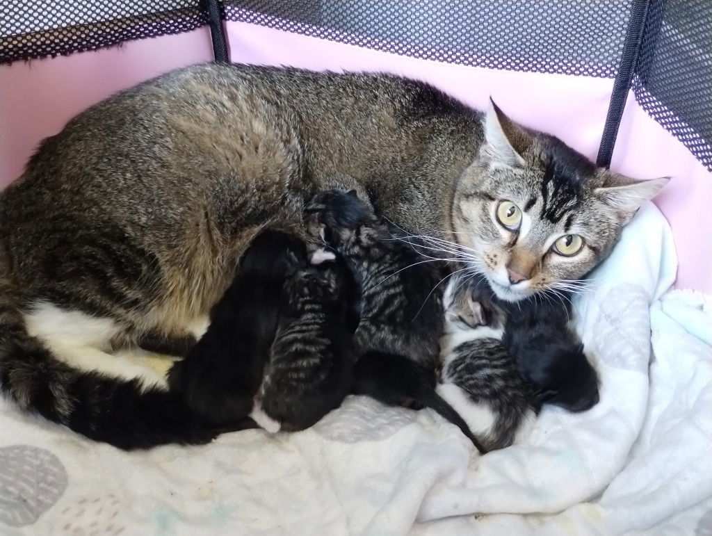 Cookie, an adoptable Domestic Short Hair in Battle Ground, WA, 98604 | Photo Image 3