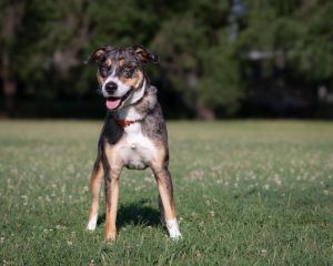 Dallas is one cute medium sized guy at 41 pounds Hes a tri-colored merle Mountain Cur and about on