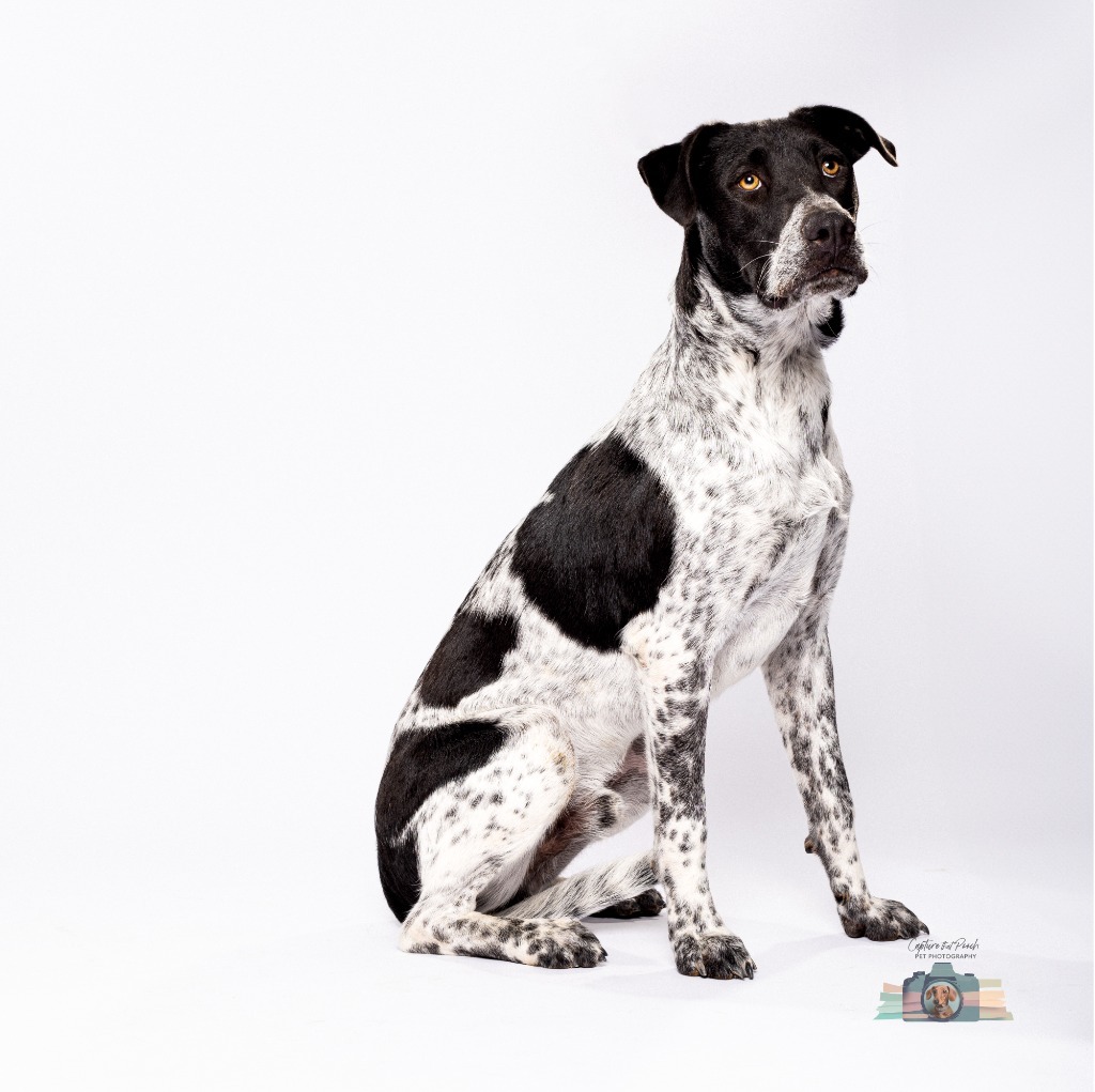 Mr. Pepper, an adoptable Pointer in El Paso, TX, 79906 | Photo Image 1