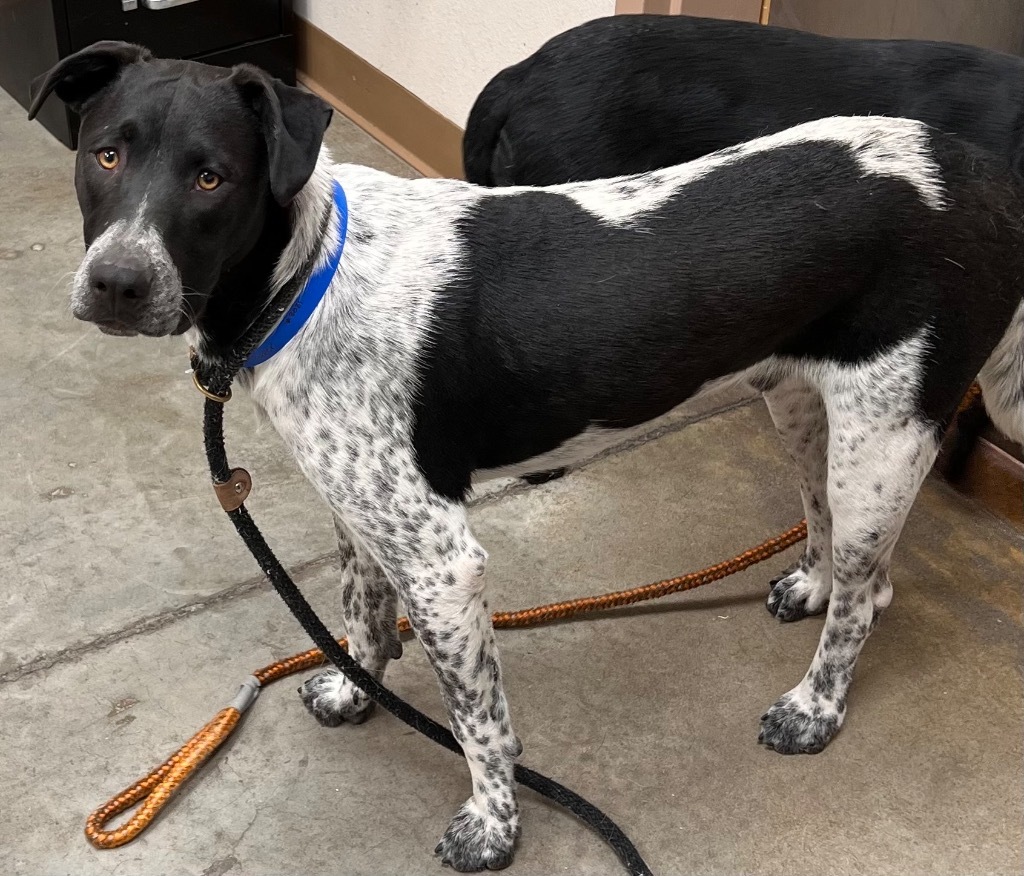 Mr. Pepper, an adoptable Pointer in El Paso, TX, 79906 | Photo Image 2