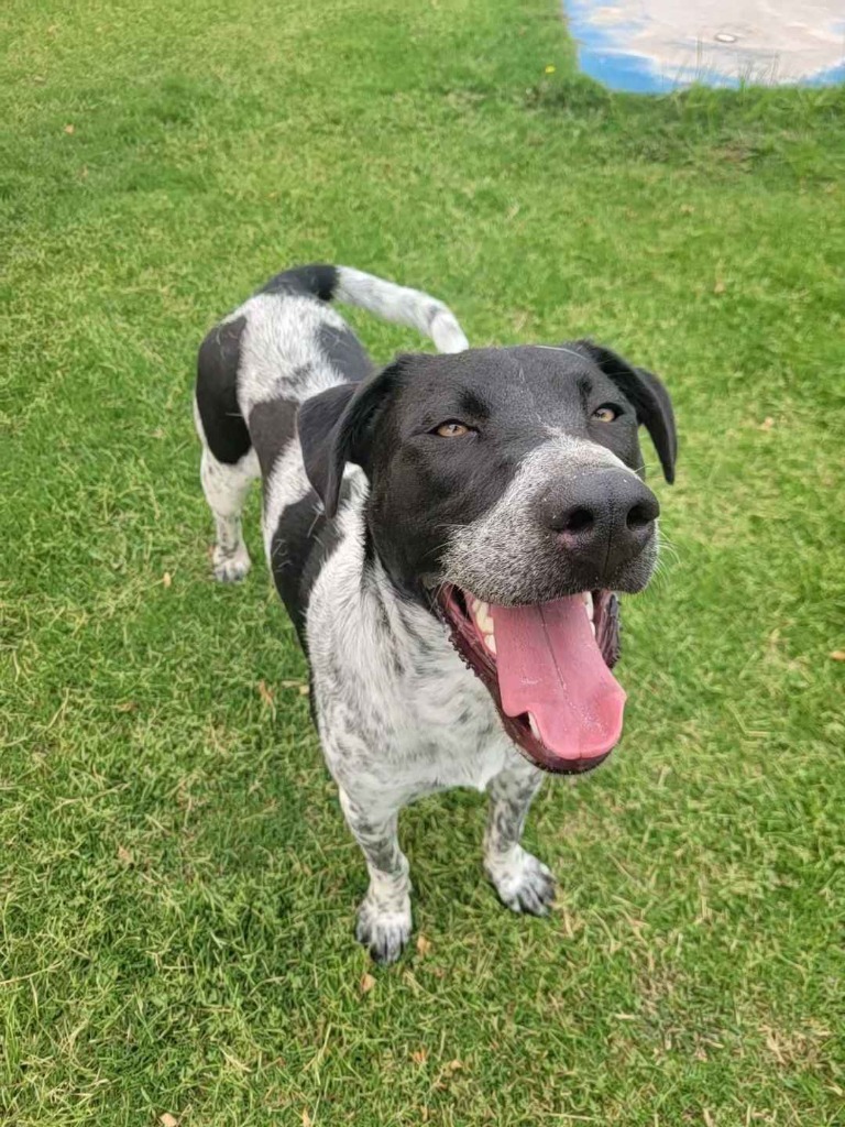 Mr. Pepper, an adoptable Pointer in El Paso, TX, 79906 | Photo Image 3