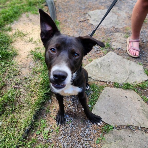 Molly, an adoptable Mixed Breed in Glenfield, NY, 13343 | Photo Image 1