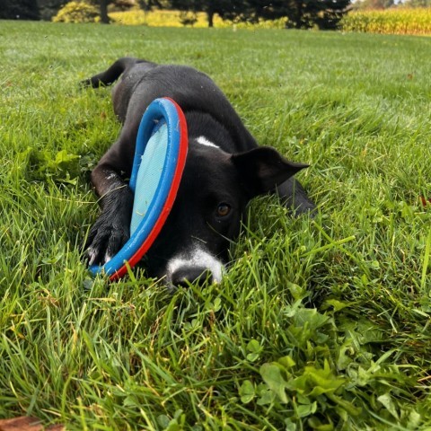 Molly, an adoptable Mixed Breed in Glenfield, NY, 13343 | Photo Image 2