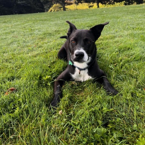 Molly, an adoptable Mixed Breed in Glenfield, NY, 13343 | Photo Image 3