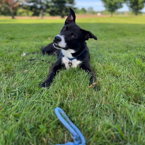 Molly, an adoptable Mixed Breed in Glenfield, NY, 13343 | Photo Image 5