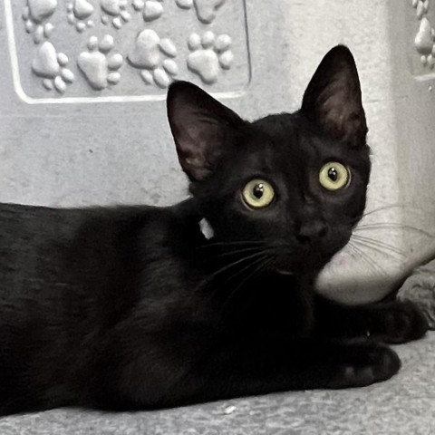 Pebbles, an adoptable Domestic Short Hair in Guaynabo, PR, 00969 | Photo Image 1