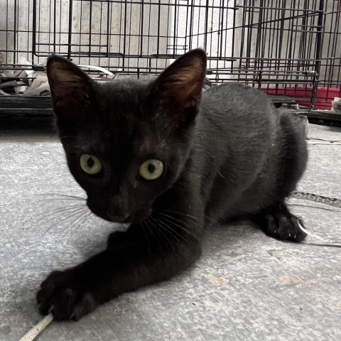 Pebbles, an adoptable Domestic Short Hair in Guaynabo, PR, 00969 | Photo Image 3