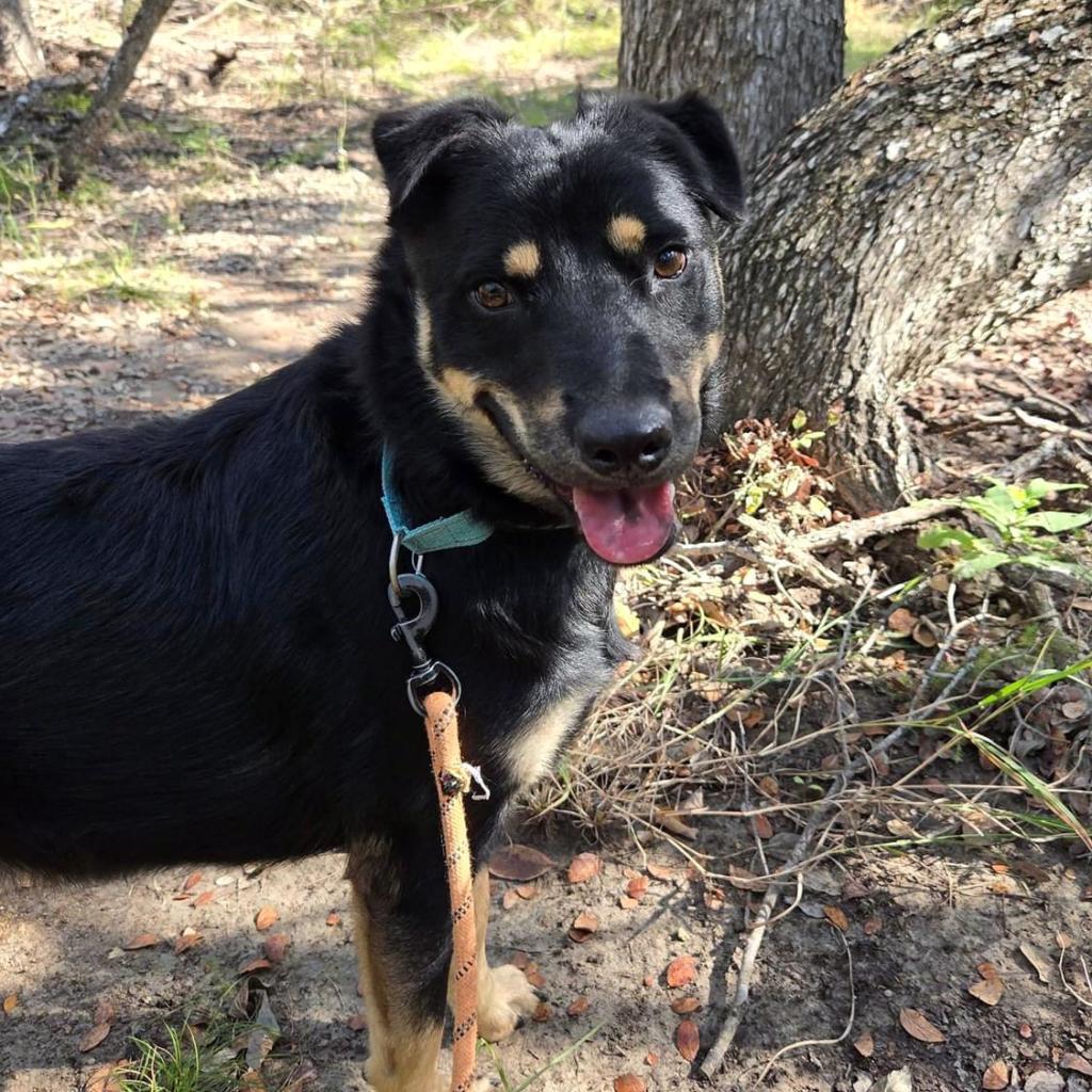 ROCCO, an adoptable Basenji, Mixed Breed in Kyle, TX, 78640 | Photo Image 1