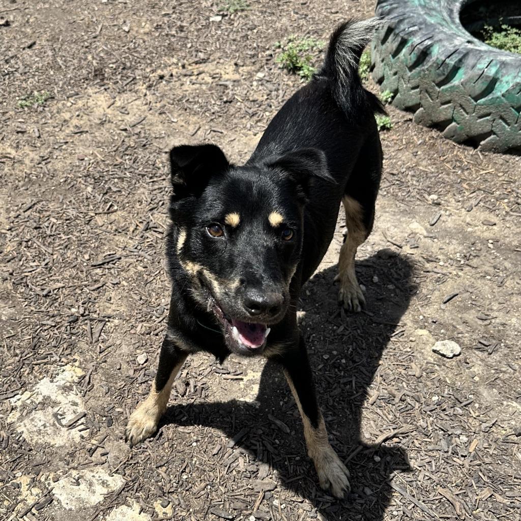 ROCCO, an adoptable Basenji, Mixed Breed in Kyle, TX, 78640 | Photo Image 3