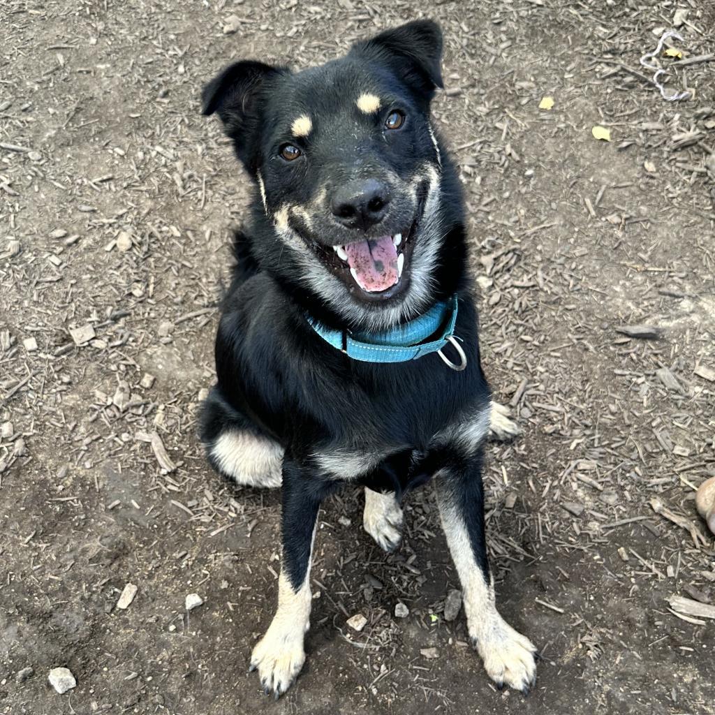 ROCCO, an adoptable Basenji, Mixed Breed in Kyle, TX, 78640 | Photo Image 4