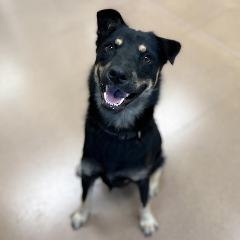 ROCCO, an adoptable Basenji, Mixed Breed in Kyle, TX, 78640 | Photo Image 6