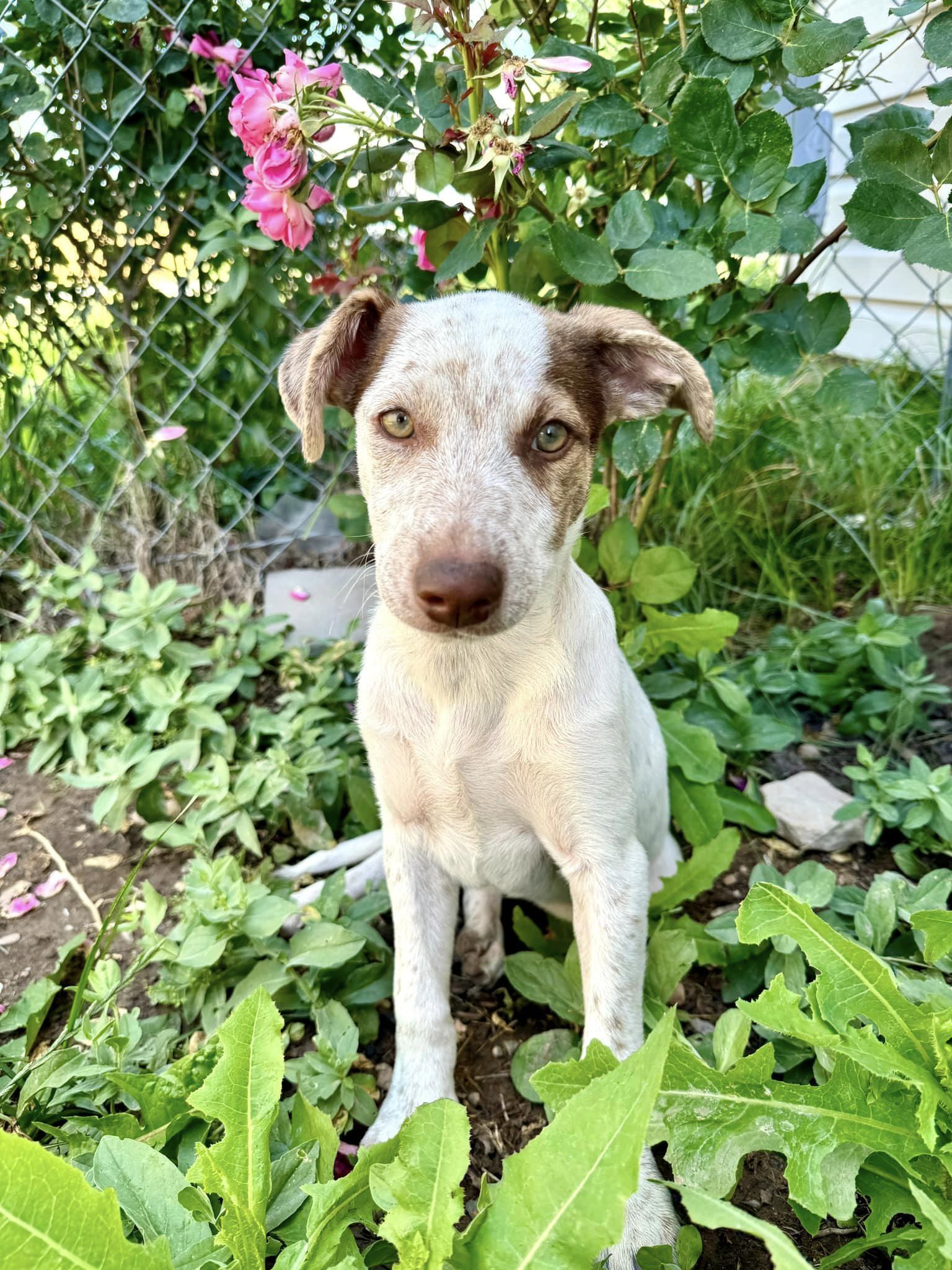 Miss Mary Lynn, an adoptable Weimaraner, German Shepherd Dog in Midway, UT, 84049 | Photo Image 1