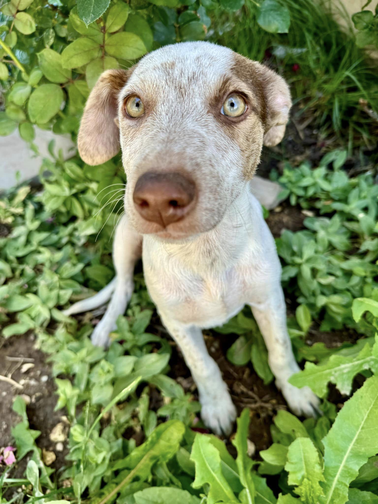 Miss Mary Lynn, an adoptable German Shepherd Dog, Australian Cattle Dog / Blue Heeler in Midway, UT, 84049 | Photo Image 2