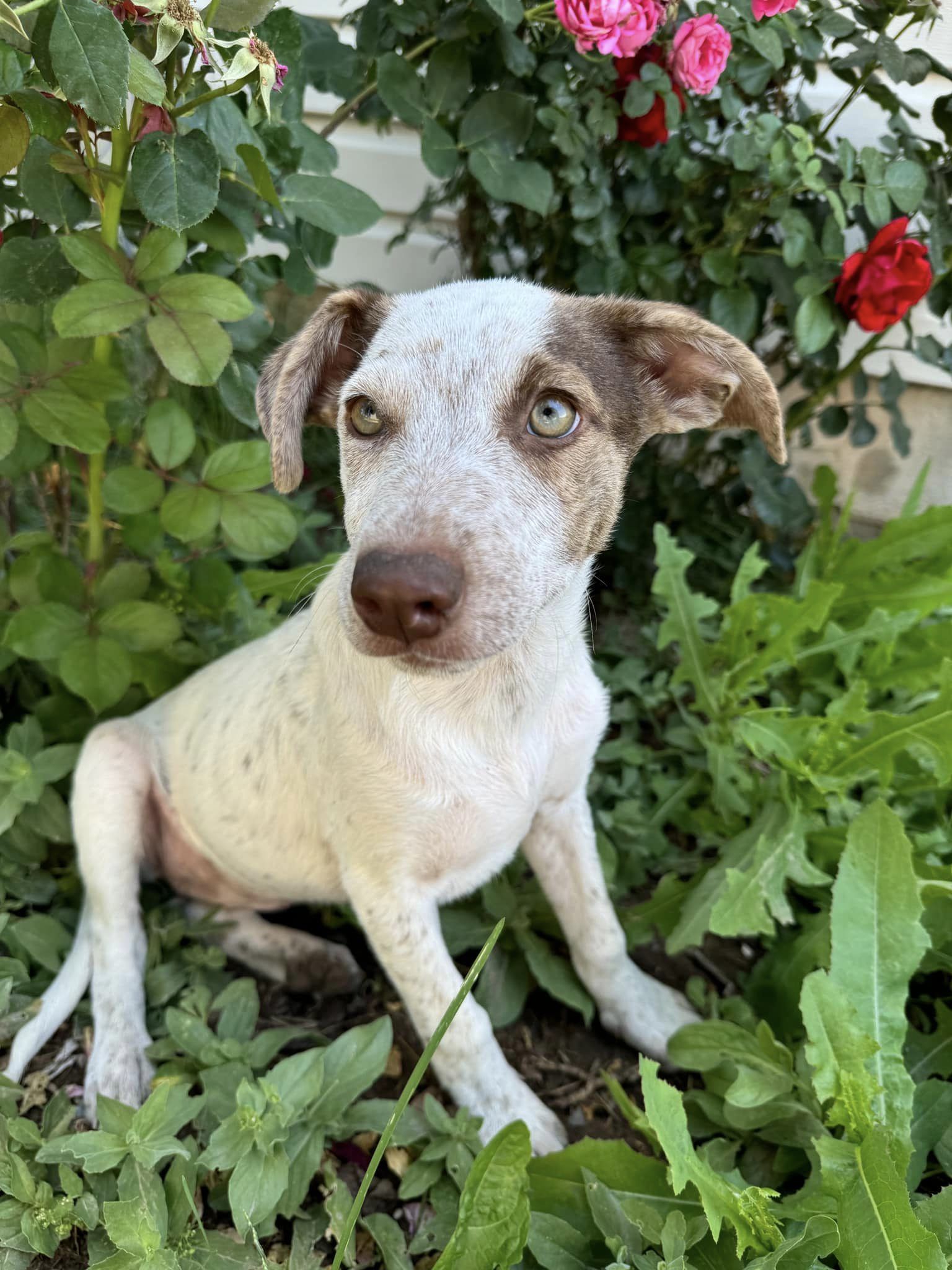 Miss Mary Lynn, an adoptable German Shepherd Dog, Australian Cattle Dog / Blue Heeler in Midway, UT, 84049 | Photo Image 3