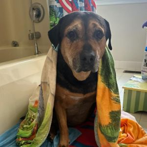 Rocky Roll, Senior Male unknown