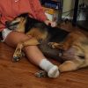 Rocky Roll photo 4
