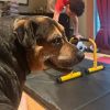 Rocky Roll photo 5