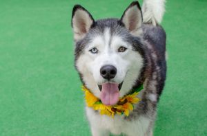 Zeus Siberian Husky Dog