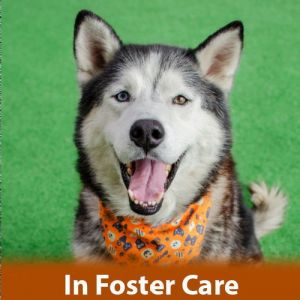 FOSTER CARE Hello friends Im Zeus Im a 6-year-old 61lbs neutered male Husky who is relatively