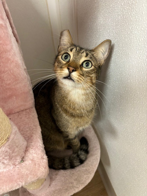 Bobinsky, an adoptable Domestic Short Hair in Corpus Christi, TX, 78414 | Photo Image 1