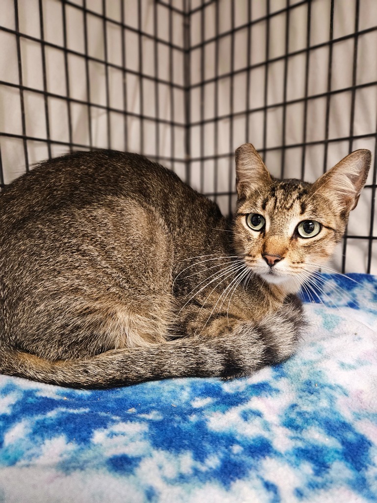 Bobinsky, an adoptable Domestic Short Hair in Corpus Christi, TX, 78414 | Photo Image 2