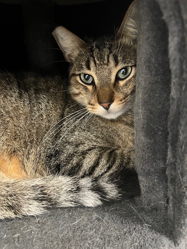 Bobinsky, an adoptable Domestic Short Hair in Corpus Christi, TX, 78414 | Photo Image 3