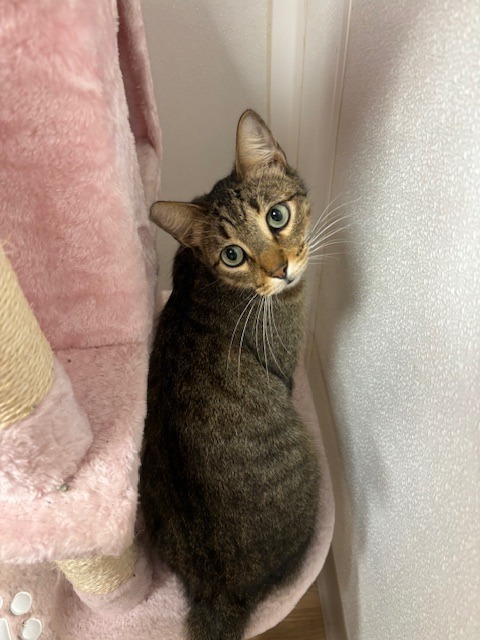 Bobinsky, an adoptable Domestic Short Hair in Corpus Christi, TX, 78414 | Photo Image 4