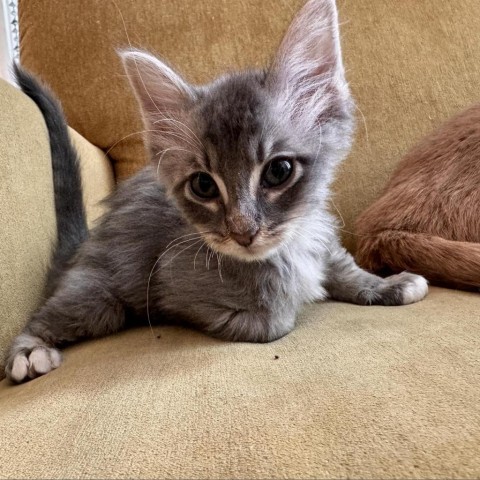 Guppy Dansie, an adoptable Domestic Long Hair in Eagle Mountain, UT, 84005 | Photo Image 1