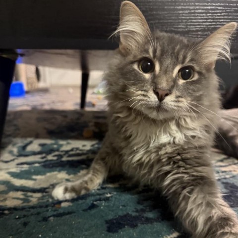 Guppy Dansie, an adoptable Domestic Long Hair in Eagle Mountain, UT, 84005 | Photo Image 6