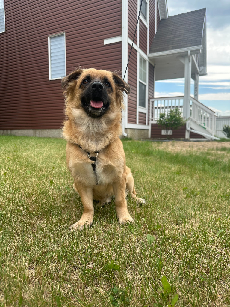 Mushu, an adoptable Belgian Shepherd / Malinois, Corgi in Calgary, AB, T3S 0C5 | Photo Image 1