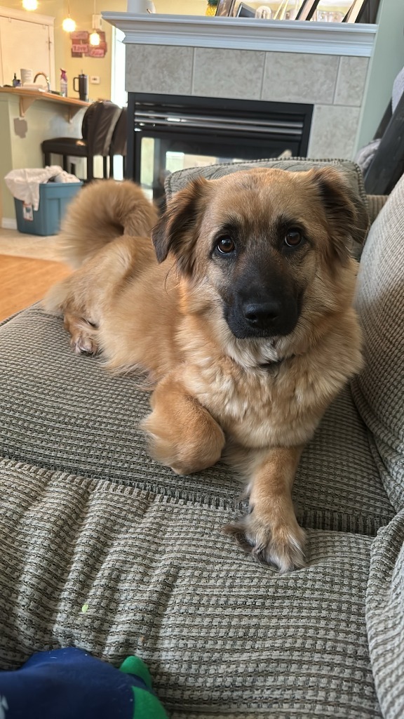 Mushu, an adoptable Belgian Shepherd / Malinois, Corgi in Calgary, AB, T3S 0C5 | Photo Image 2