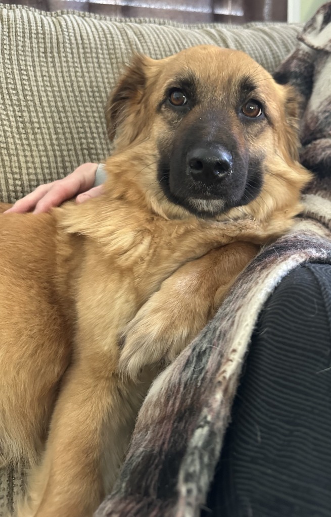 Mushu, an adoptable Belgian Shepherd / Malinois, Corgi in Calgary, AB, T3S 0C5 | Photo Image 3