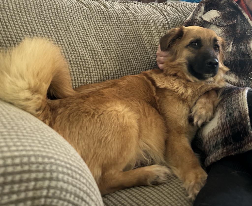 Mushu, an adoptable Belgian Shepherd / Malinois, Corgi in Calgary, AB, T3S 0C5 | Photo Image 4