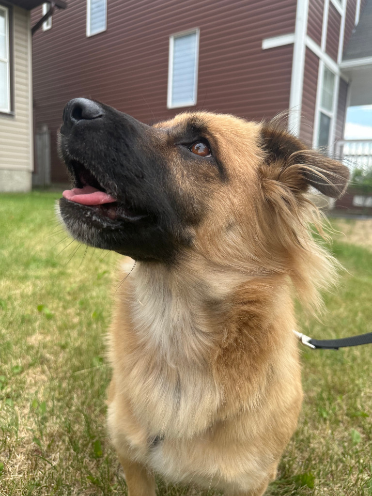 Mushu, an adoptable Belgian Shepherd / Malinois, Corgi in Calgary, AB, T3S 0C5 | Photo Image 5