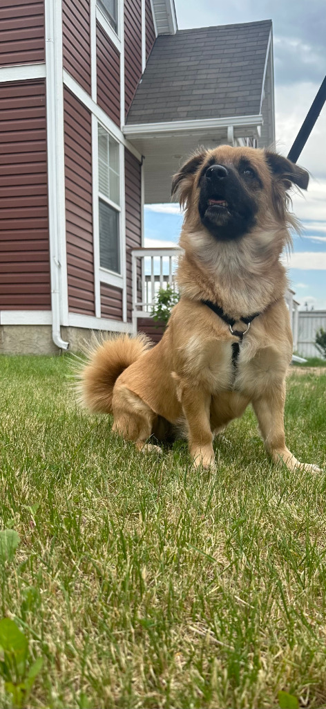 Mushu, an adoptable Belgian Shepherd / Malinois, Corgi in Calgary, AB, T3S 0C5 | Photo Image 6