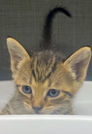 Lil