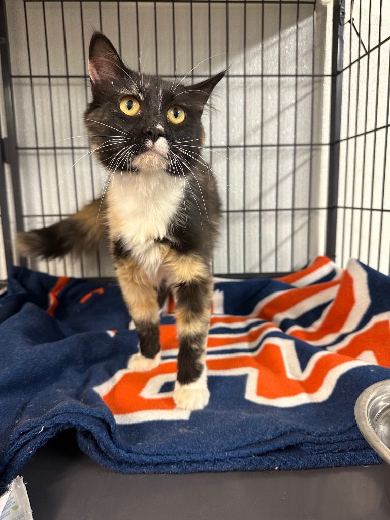 Buckley, an adoptable Domestic Medium Hair in Rock Springs, WY, 82901 | Photo Image 1