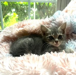 Meet Rivian an enchanting little kitten with a shy yet irresistibly sweet nature At first Rivian 