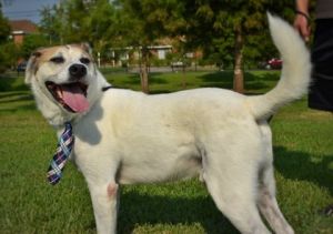 Meet Glen Glen is a happy well-behaved young dog past the puppy chewing stage but with lots of pe