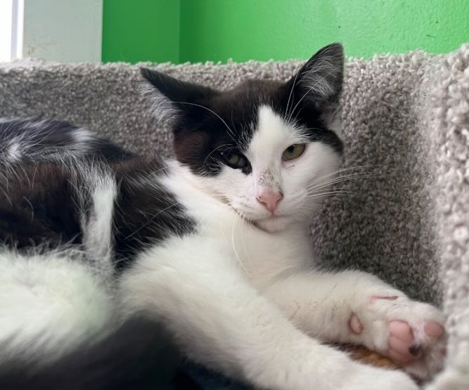 Oyster * IN FOSTER *