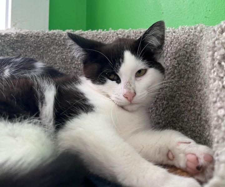 Oyster * IN FOSTER * 1