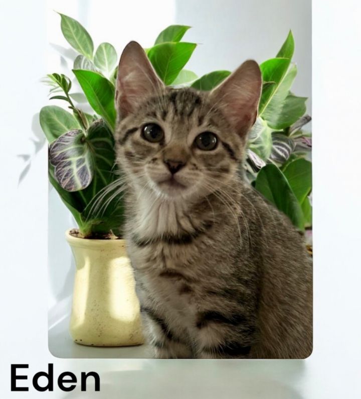 Eden 1