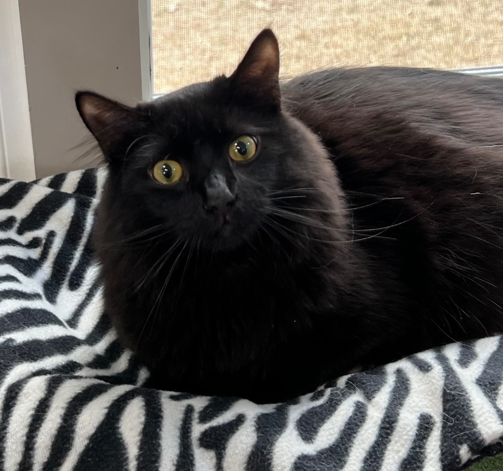 Beans, an adoptable Domestic Medium Hair in Hoover , AL, 35226 | Photo Image 1