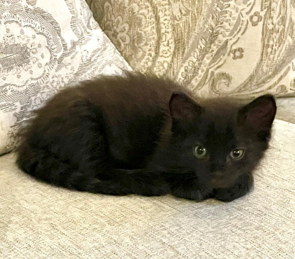 Beans, an adoptable Domestic Medium Hair in Hoover , AL, 35226 | Photo Image 2