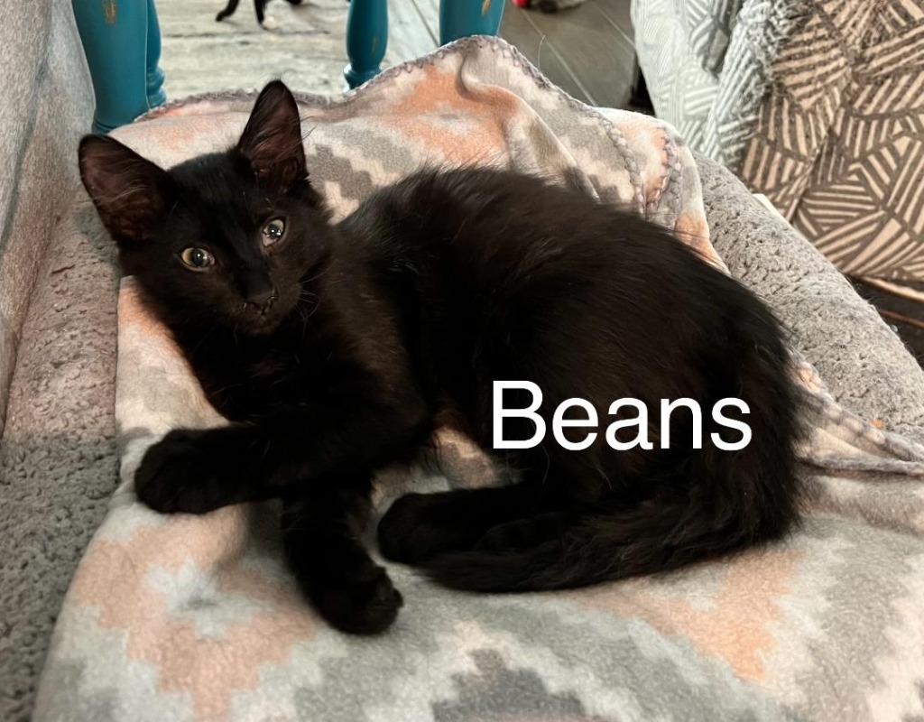 Beans, an adoptable Domestic Medium Hair in Hoover , AL, 35226 | Photo Image 3