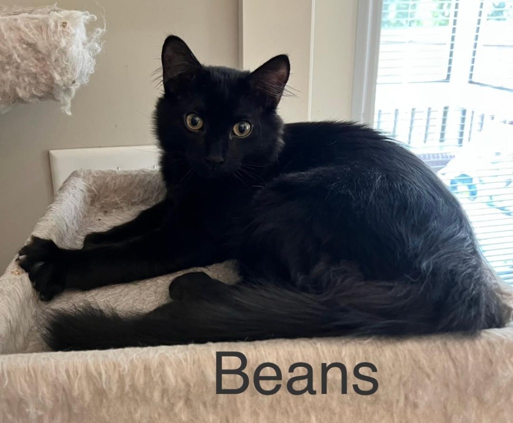 Beans, an adoptable Domestic Medium Hair in Hoover , AL, 35226 | Photo Image 4
